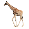 Giraffe real