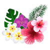Tropical flowers and flowers
