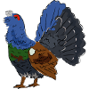 Coloured capercaillie with colourful plumage