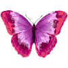 Butterfly - butterfly