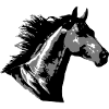 Beautiful Horse Head