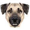 kangal1 1