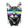 Cool cat