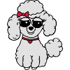 poodle 3