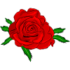 Red rose flower