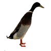 Indian running duck