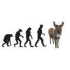 donkey evolution