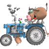 Funny bull on tractor