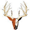 Deer head with skull fade