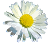 Gänseblümchen
