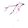 Cherry Blossoms