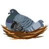 Mommy Pigeon Friend