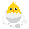 Baby chick hatching - Gift idea