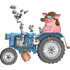 Chubby pig on tractor