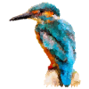 Kingfisher