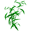 Bamboo