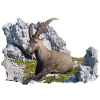 Capricorne