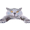 Chat -