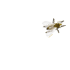 The Fly - the fly