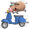 Moped cartoon bull
