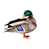 duck