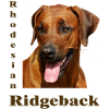 Rhodesian Ridgeback