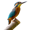 bird