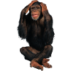 monkey