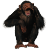 monkey