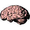 Brain