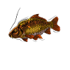 Carpe pêcheur - poisson