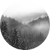 Snowy winter forest