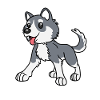 Husky Dog
