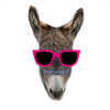 Summer Party Donkey Sunglasses