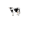 cow