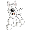 White German Shepherd Dog - Breed - Dogs