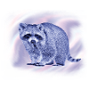 raccoon in harmonious design