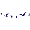 birds