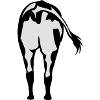 cul vache cow ass 8