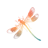 Bunte Regenbogen Libelle