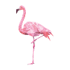 Flamingo-shirt