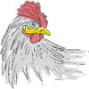 cock animal
