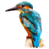 Eisvogel