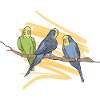 Budgerigar drawing