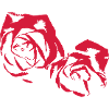 Rosen, Roses