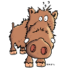 Wild Pig - Wild Boar - sow