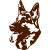 Schaefer dog's head