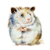 HAMSTER - the hamster