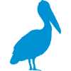 wild bird pelican 3062