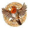 Robin bird